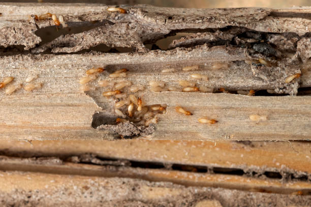 Best Pest Control Near Me  in Waterford, CA